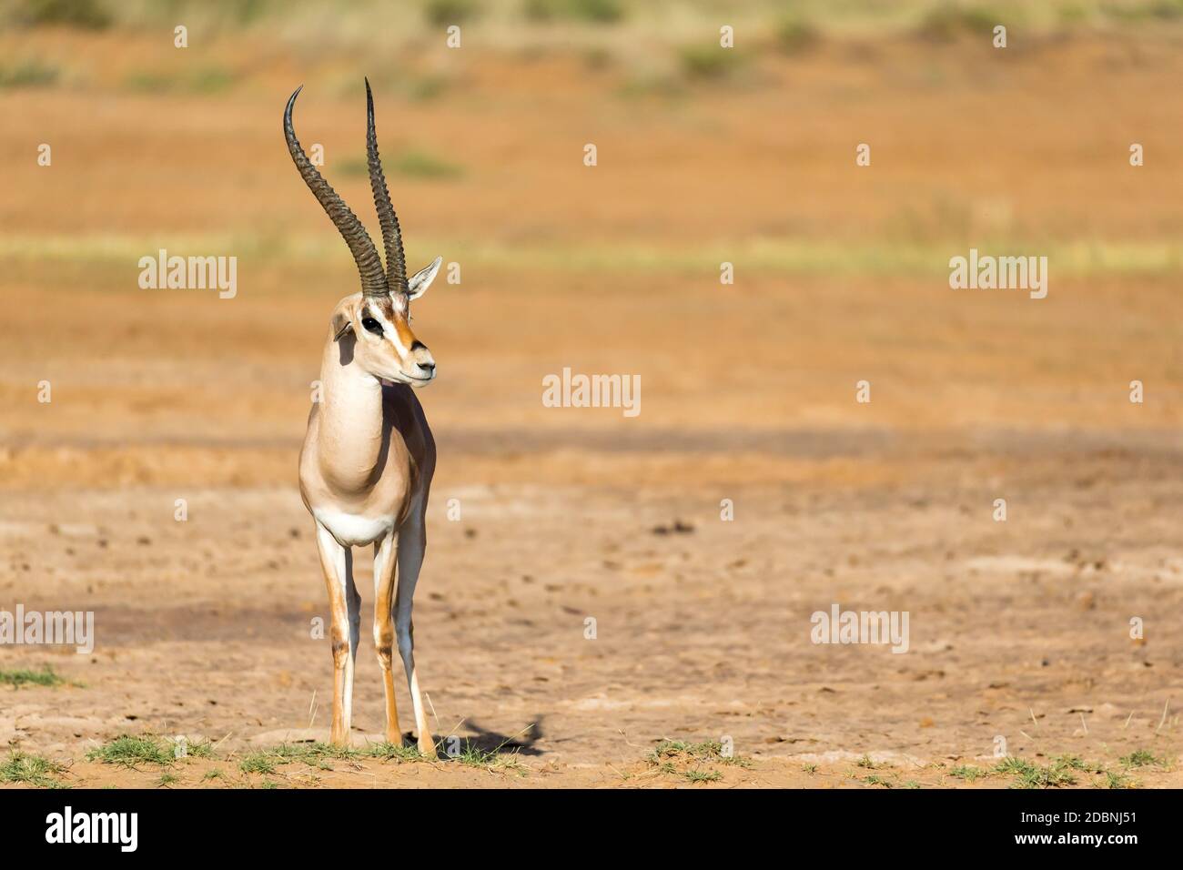 Gazelle standing in grassy hi-res stock photography and images - Alamy