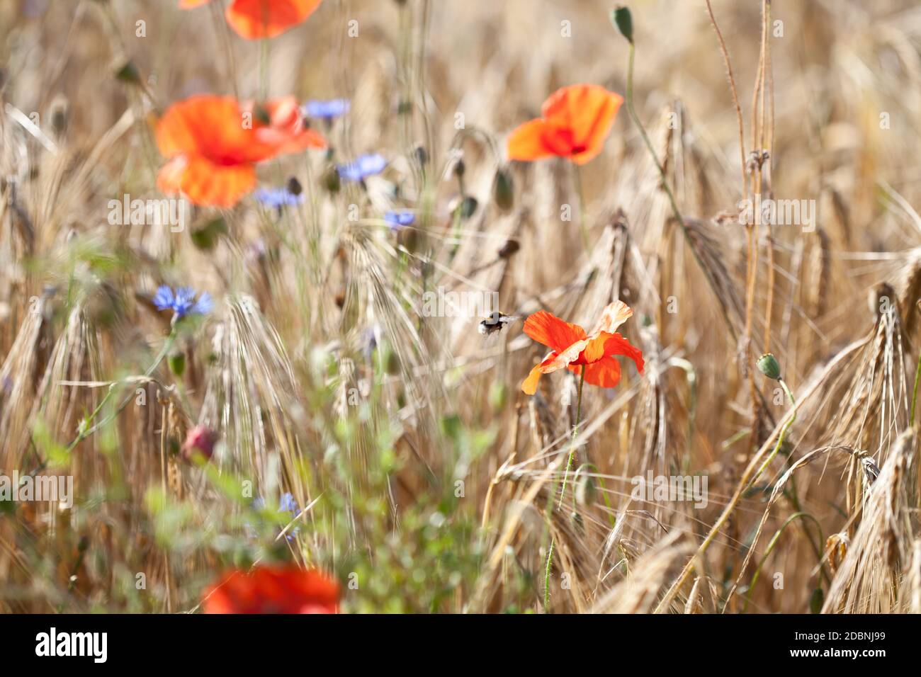 Wheat field with red Poppy Stock Photo - Alamy