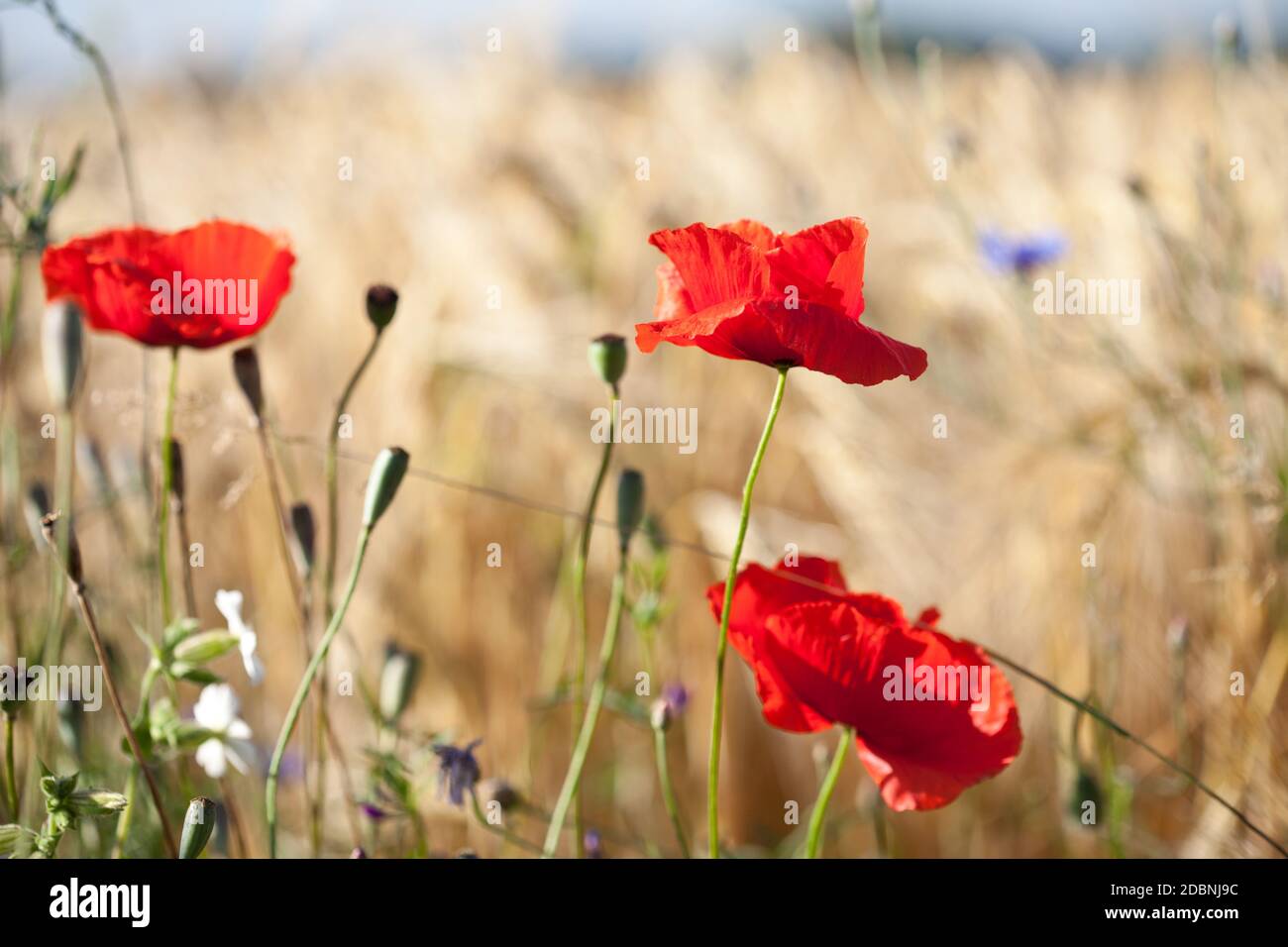 Wheat field with Poppy Stock Photo