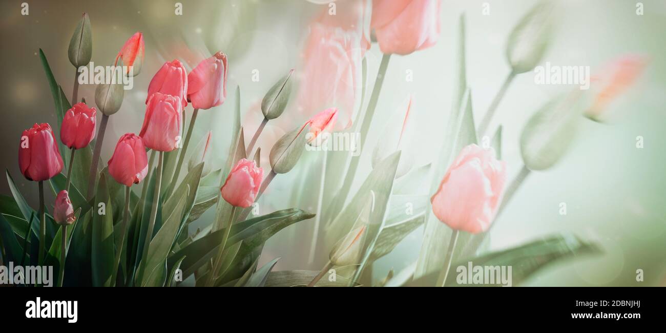 Delicate pink flowers and Tulip buds on a light background in pastel colors . Banner, spring flowers. Double exposure Stock Photo