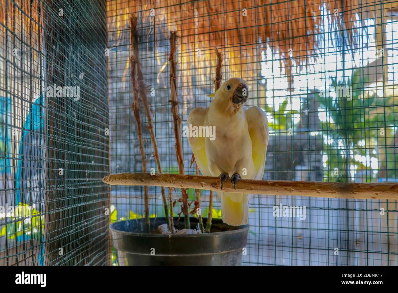 Big white parrot. Cacatua alba the friendly bird. Kakaktua tanimbar or