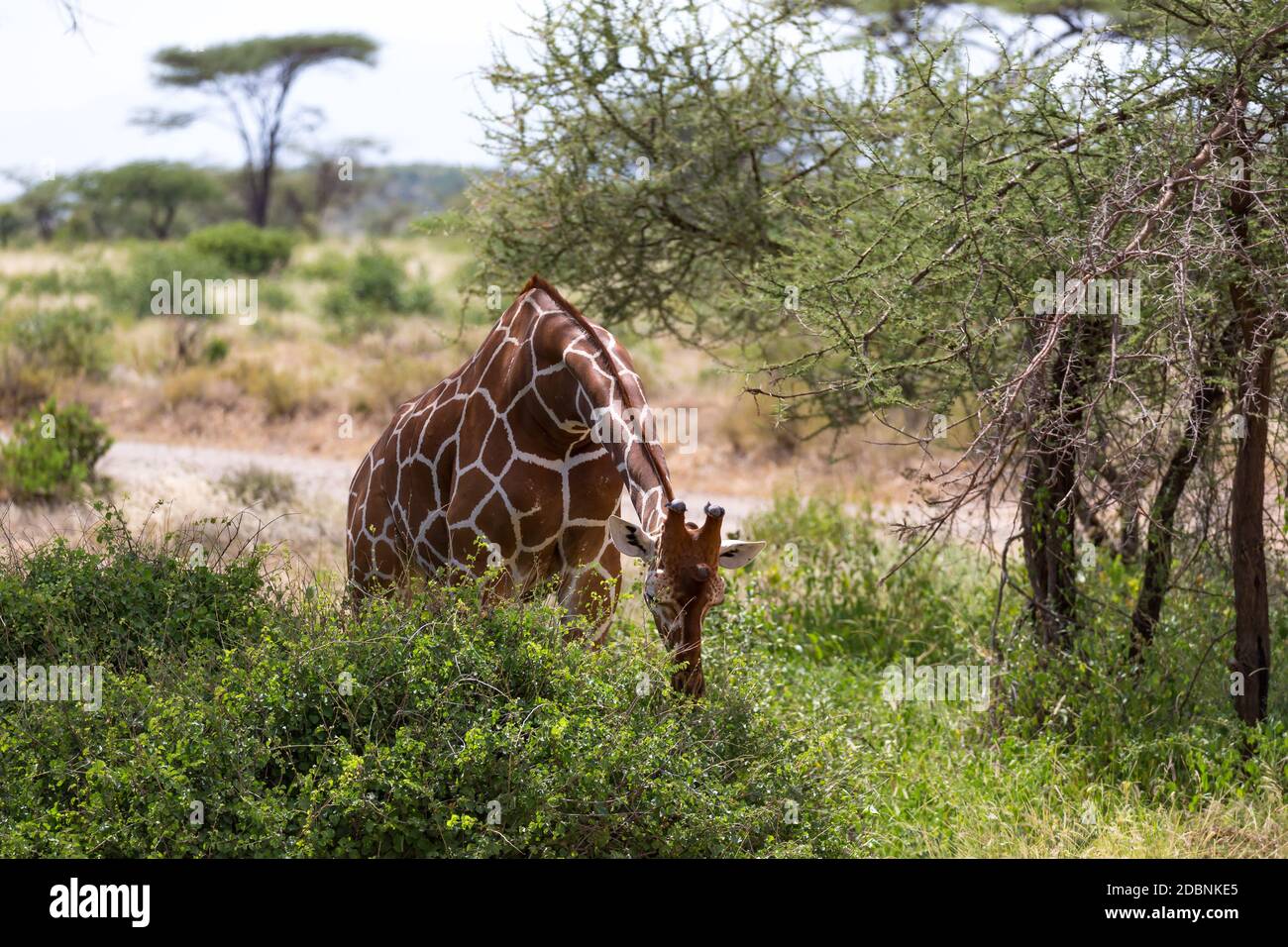 One giraffe eats the leaves of a bush Stock Photo
