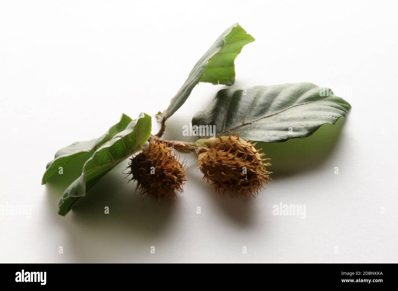 Beech tree seeds hires stock photography and images Alamy