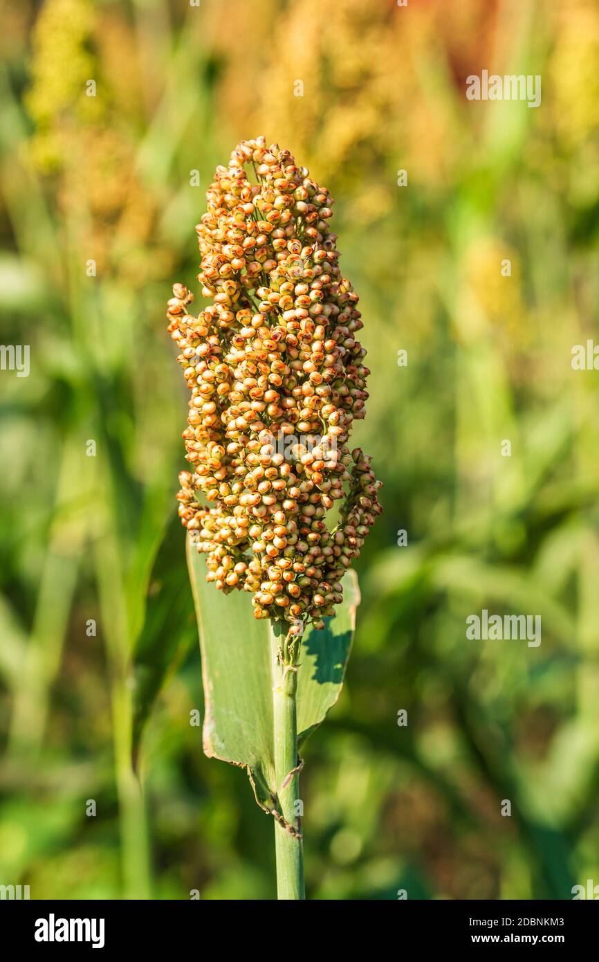 Close up Millet or in field of feed for livestock. Farming
