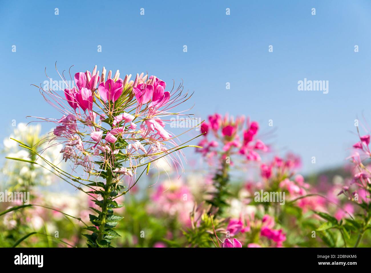 Close up Pink and white spider flower(Cleome hassleriana) in the garden agent blue sky Stock Photo