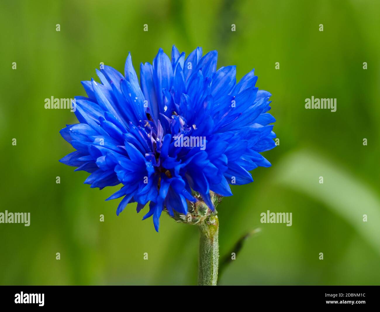 Closeup of a beautiful blue cornflower, Centaurea cyanus, dwarf variety