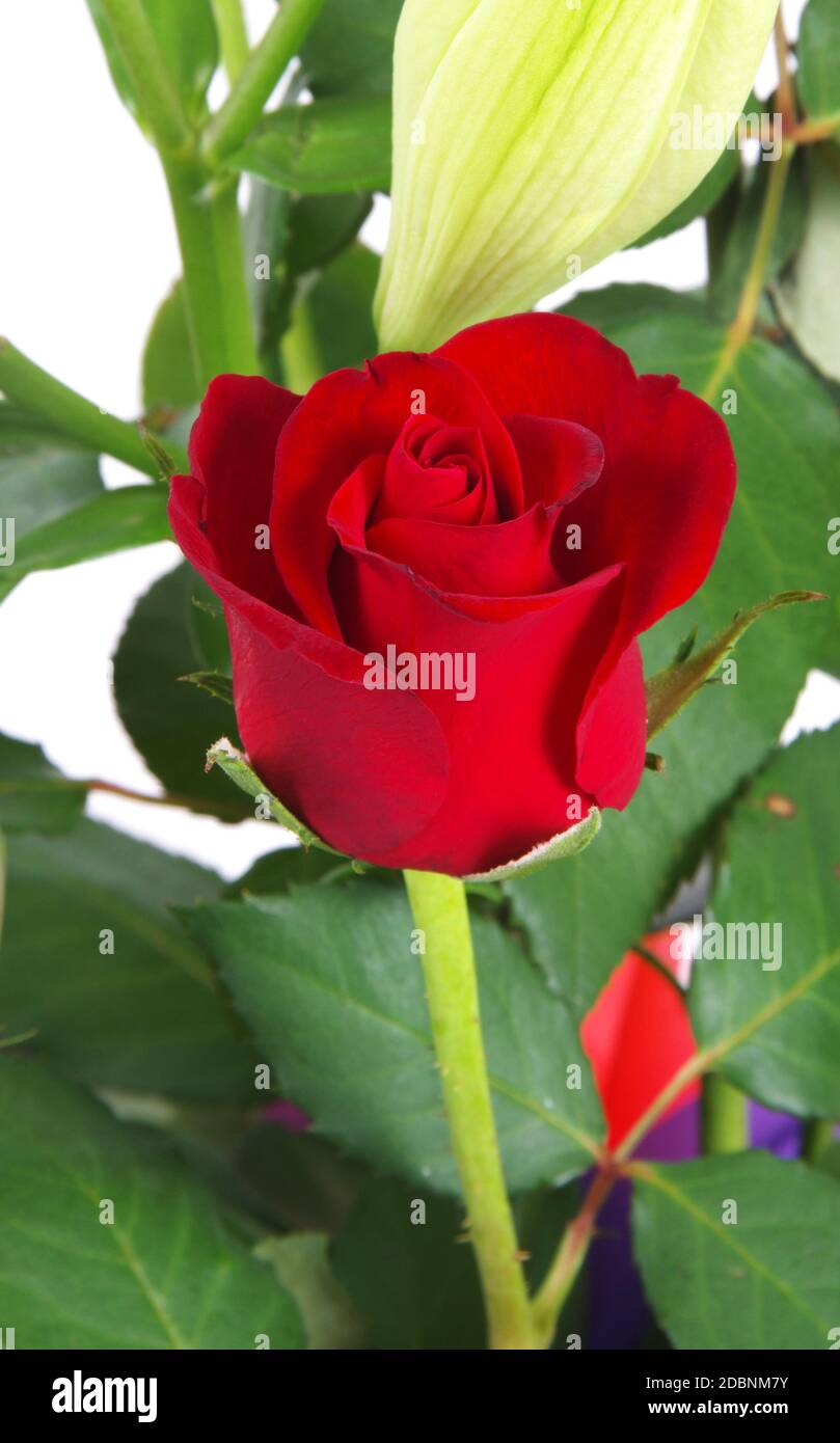 beautiful bright red roses closeup Stock Photo - Alamy