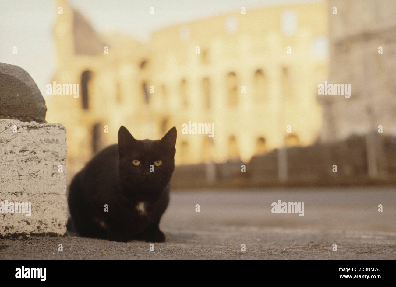 Black Cat in Rome ,Gatto Nero a Roma,Colosseo Stock Photo