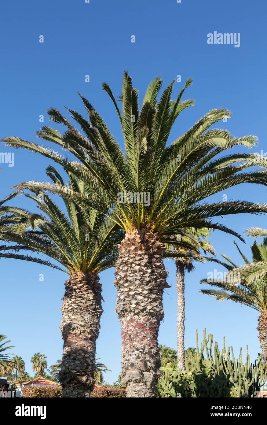 An image of palm tree in the blue sunny sky Stock Photo - Alamy
