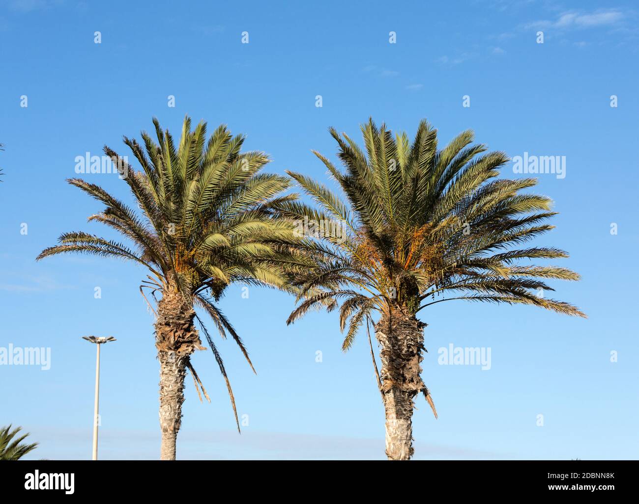 An image of palm tree in the blue sunny sky Stock Photo - Alamy