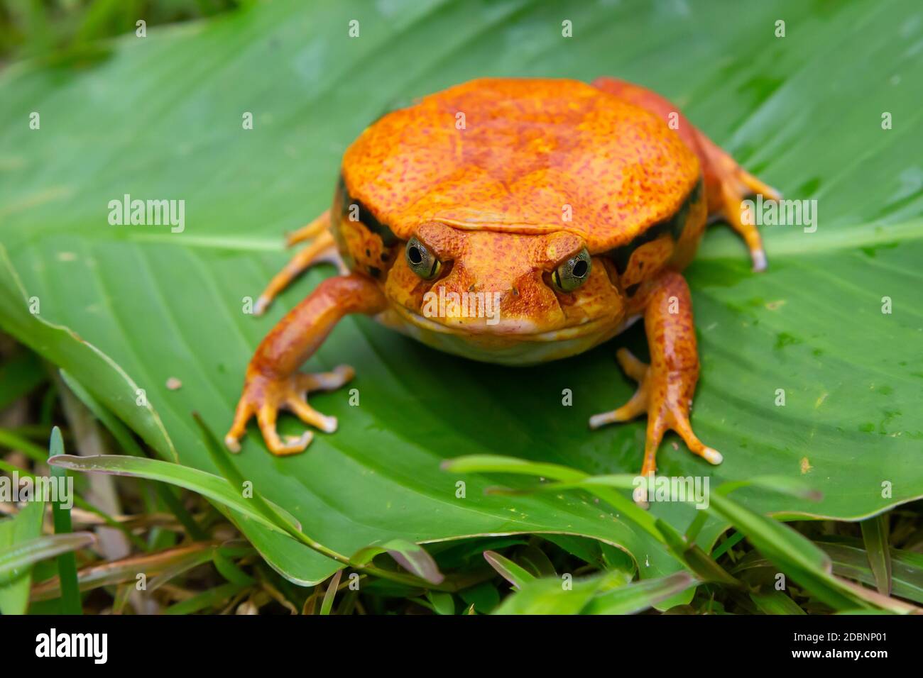 One large orange frog is sitting on a green leaf Stock Photo