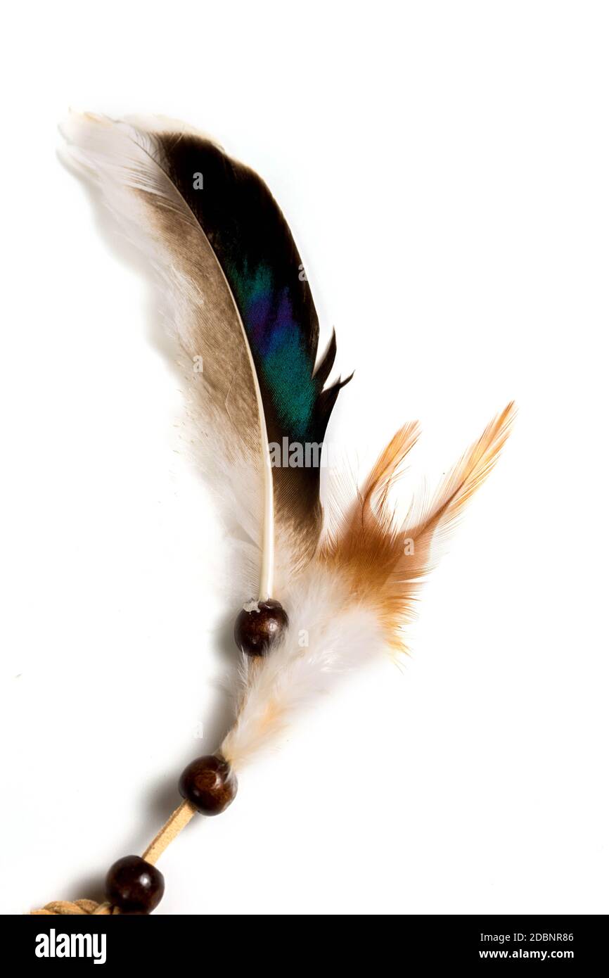 Colored bird Feather isolated on a white background Stock Photo
