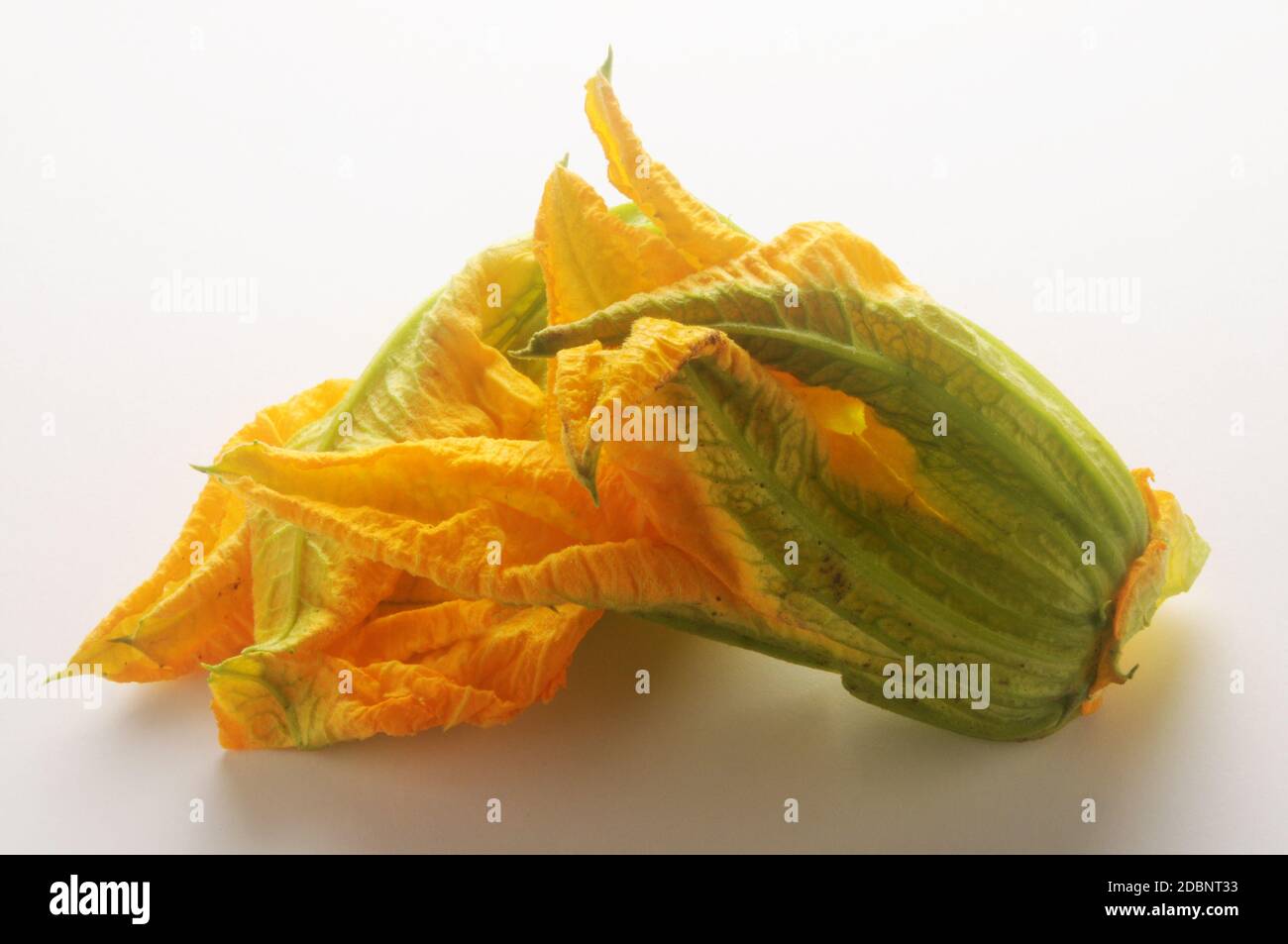 Courgette flower on white background Stock Photo