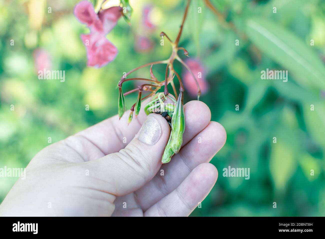 Himalayan balm seeds in hand close up photo. Policeman Helmet plant, Bobby Tops, Invasive asian plant species Stock Photo