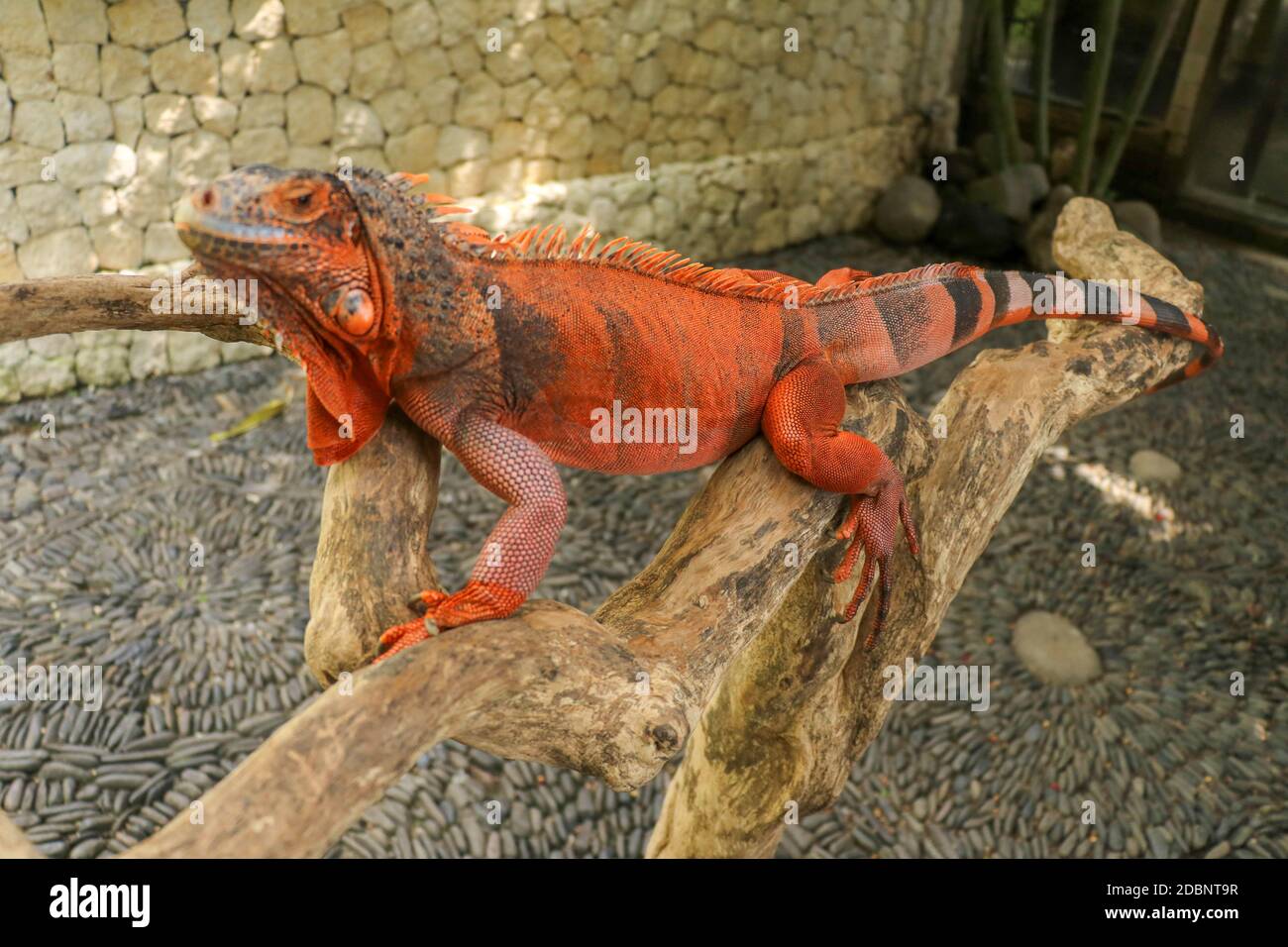 Creature crest dragon eye green head lizard male nature reptile hi-res