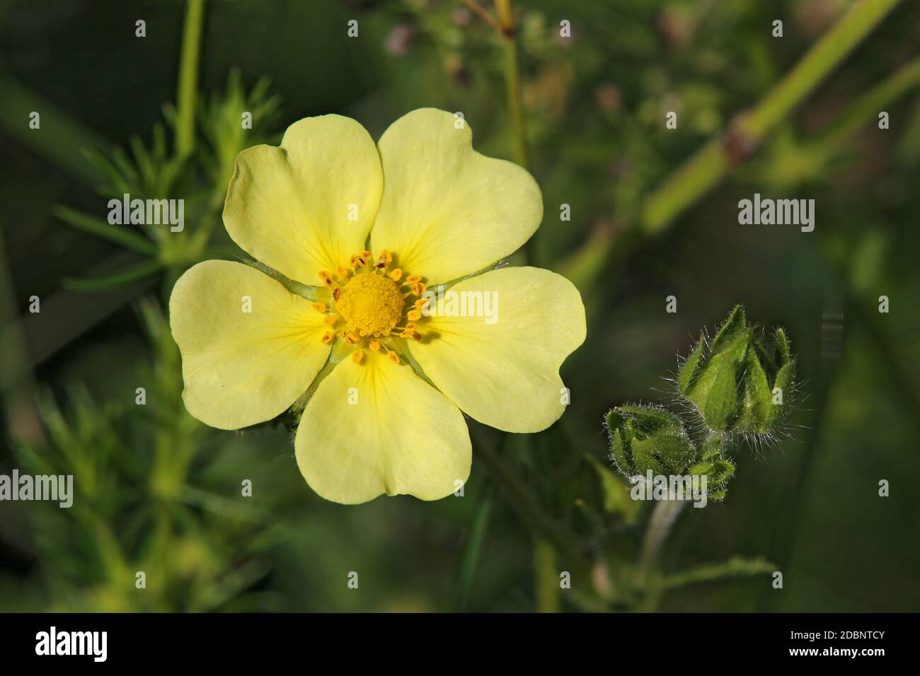 High fingerwort Potentilla recta Stock Photo