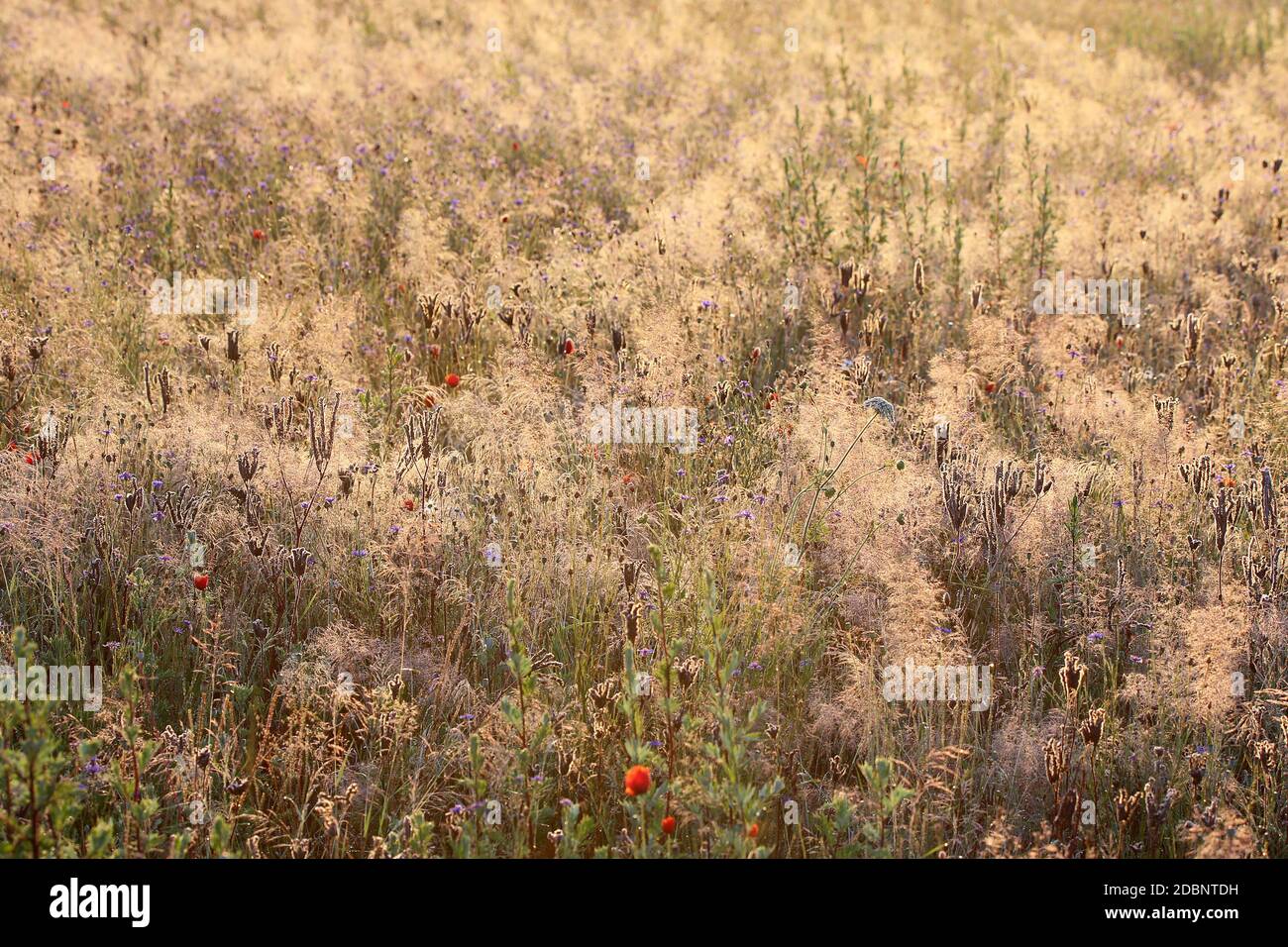 Grasses on a colorful meadow in the early morning light Stock Photo