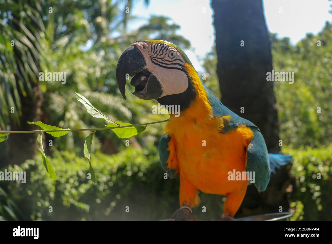 Beautiful colorful Ara Ararauna sitting on dry branch at Bali bird park zoo. Blue-and-yellow macaw or Blue-and-gold macaw with green flower in its bea Stock Photo