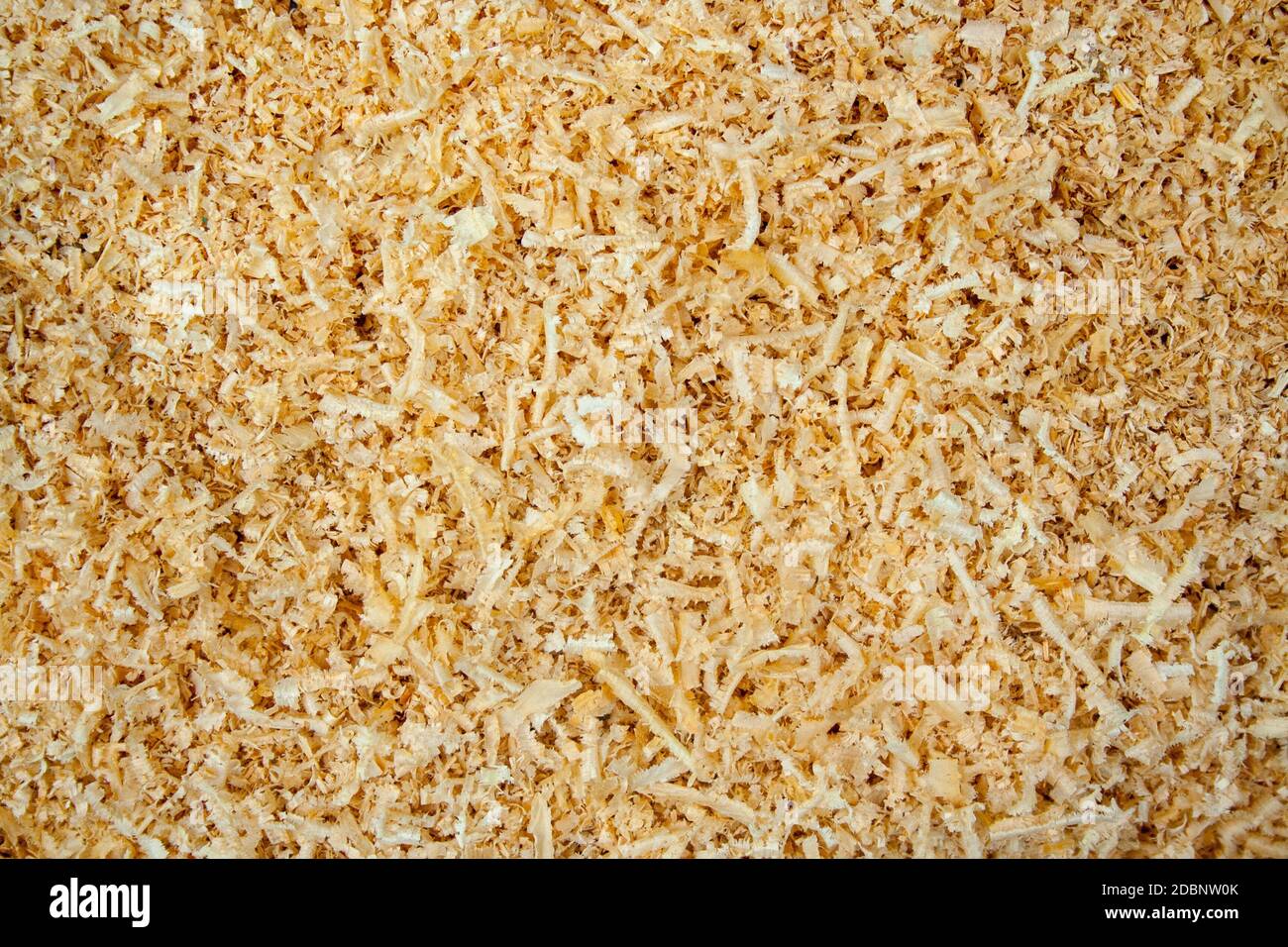 Fresh sawdust texture. Shavings background with copyspace Stock Photo