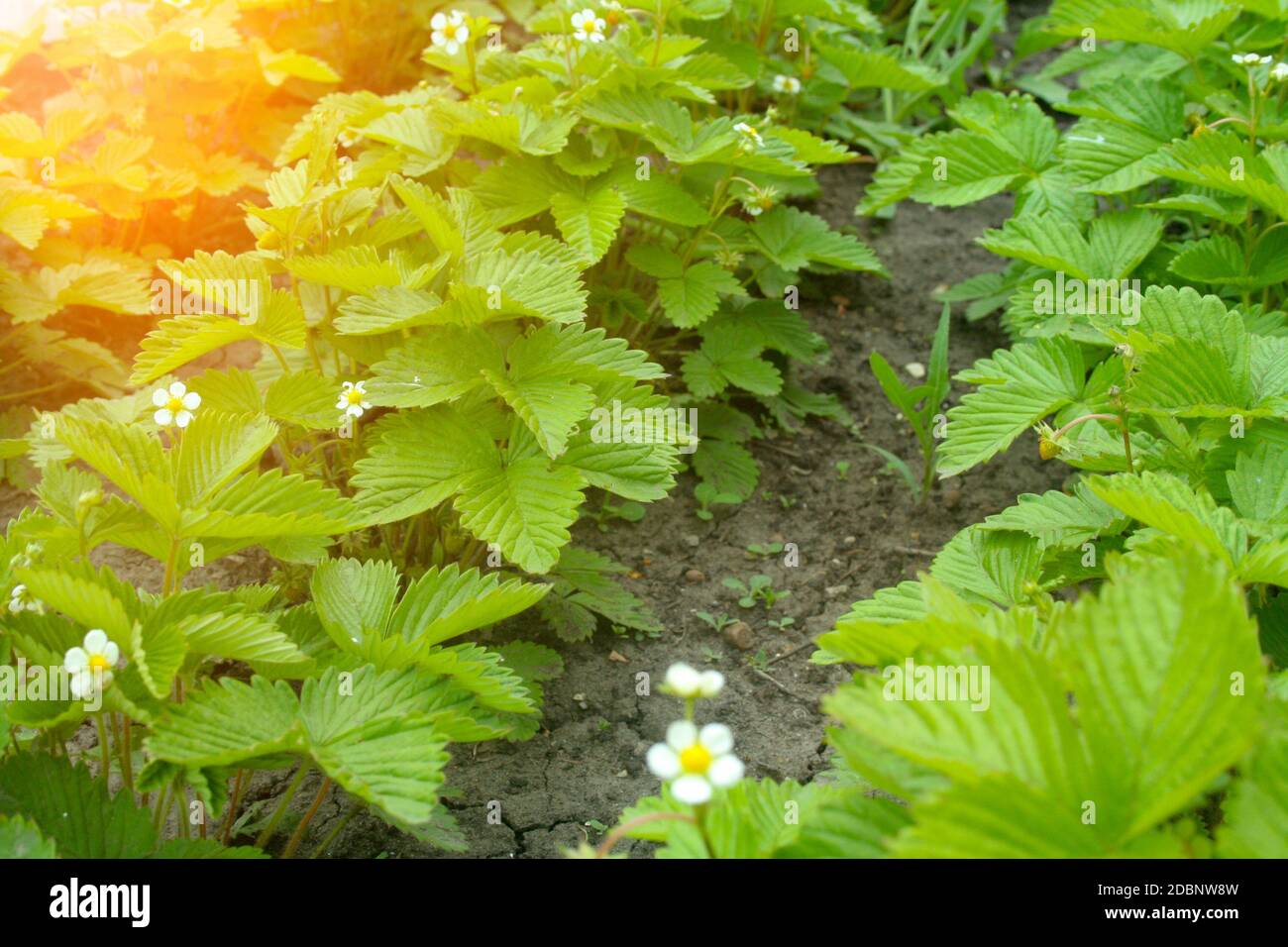 Green strawberry bushes in the flowering period Stock Photo - Alamy
