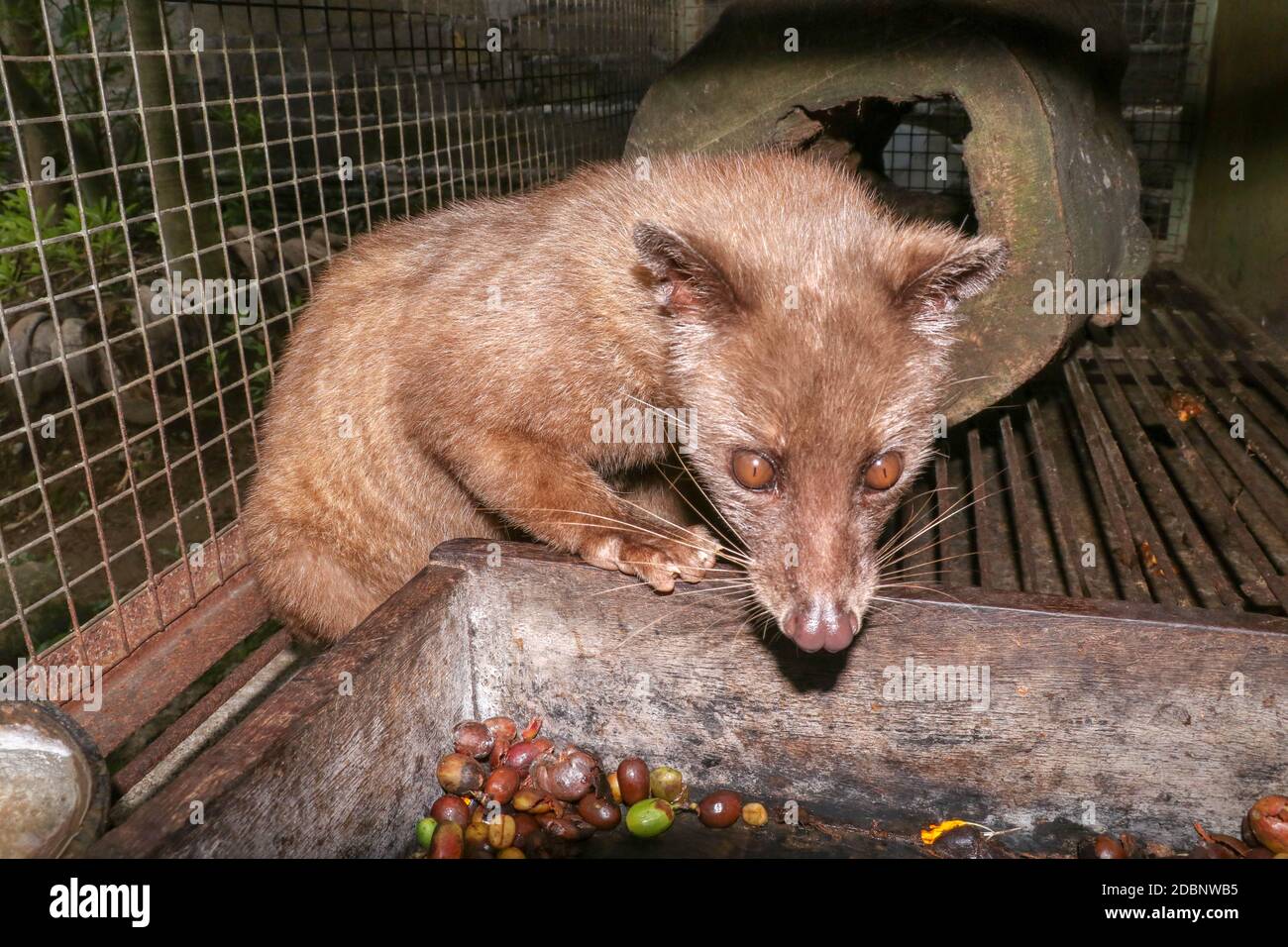 Palm Civet eats ripe robusta coffee berries. Portrait of nocturnal animals Small-toothed palm civet ( Arctogalidia trivirgata ) in cage looking at cam Stock Photo - Alamy Palm Civet eats ripe robusta coffee berries. Portrait of nocturnal animals Small-toothed palm civet ( Arctogalidia trivirgata ) in cage looking at cam Stock Photo - Alamy