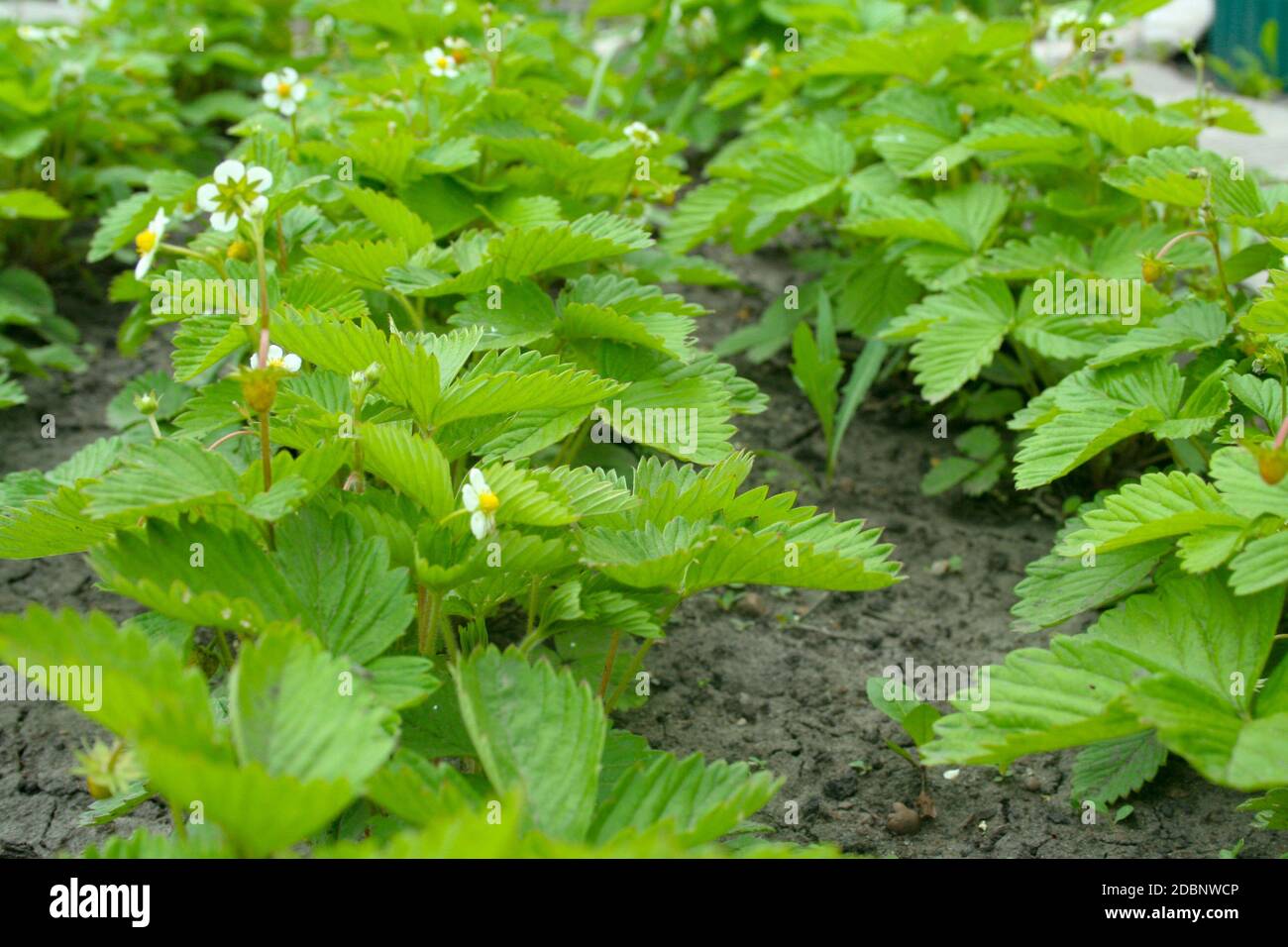 Green strawberry bushes in the flowering period Stock Photo Alamy