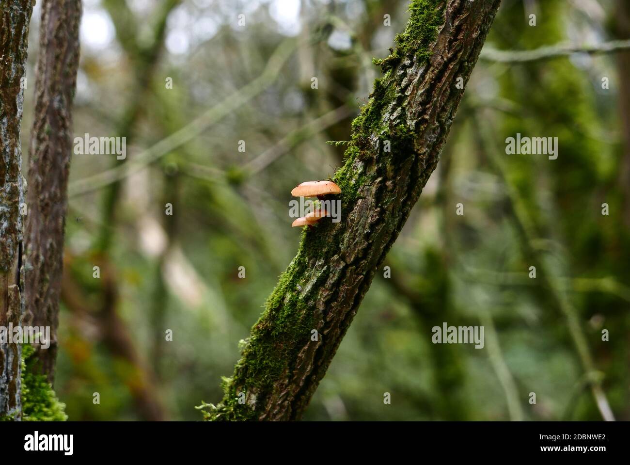 Two mushrooms (Lichen Agaric) growing on a moss/ lichen covered tree trunk in a forest in Cambridgeshire, UK. Stock Photo