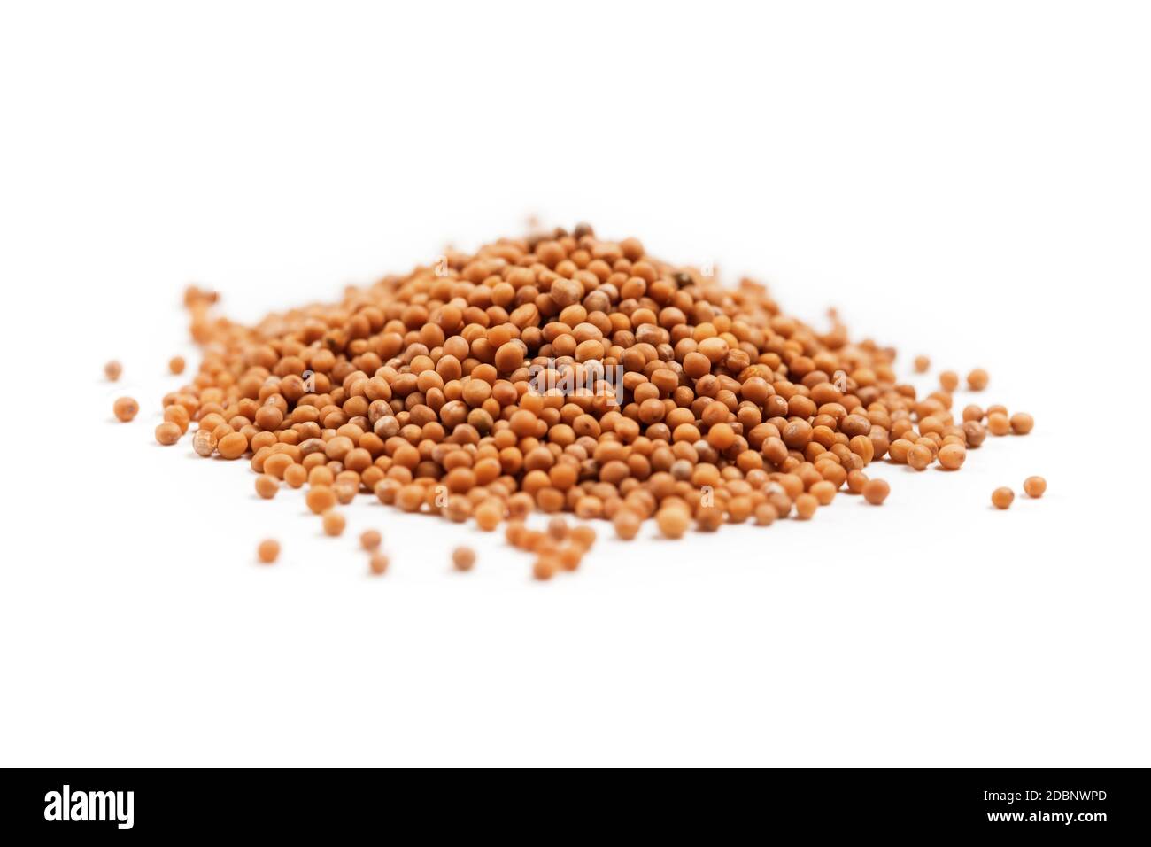 White mustard seeds for germination in heap isolated on a white
