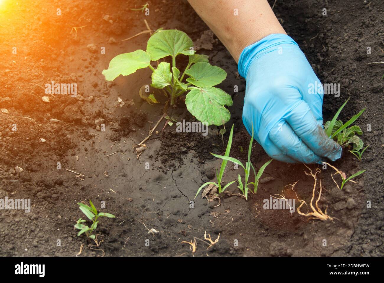 Person pulling weeds hi-res stock photography and images - Alamy, image size:1300x956