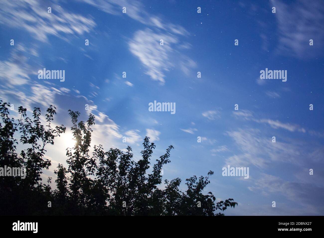 Tree leaves starry sky hi-res stock photography and images - Alamy