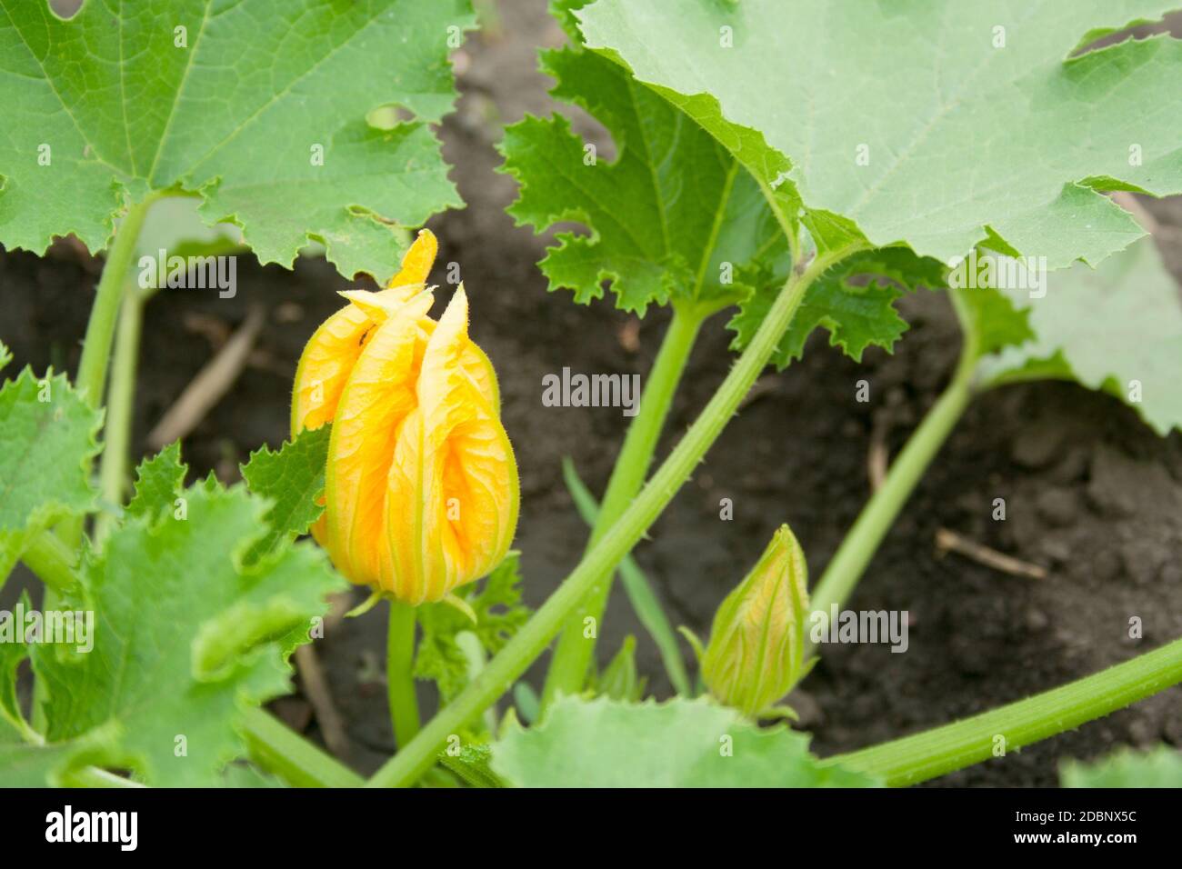 Courgette female flowers hires stock photography and images Alamy