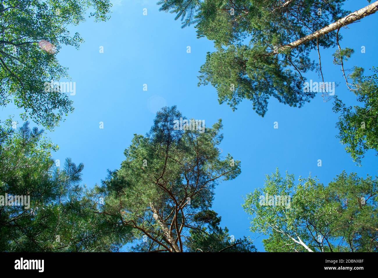 Green branches of pine tree and birch on blue sky background Stock ...
