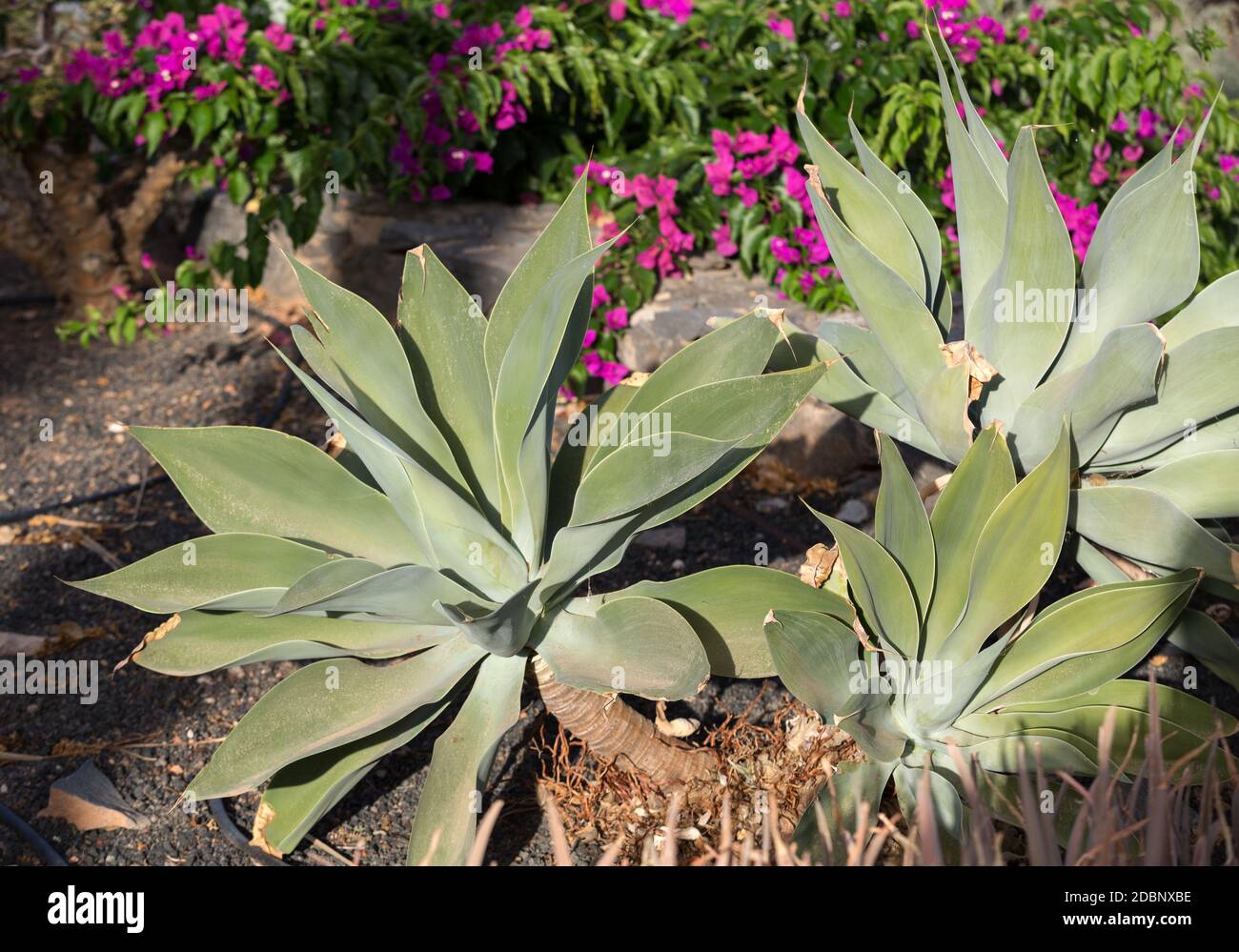 anthurium clarinervium crystallinum Aff crystallinum x crystallinum labyrinth  Granthuriums