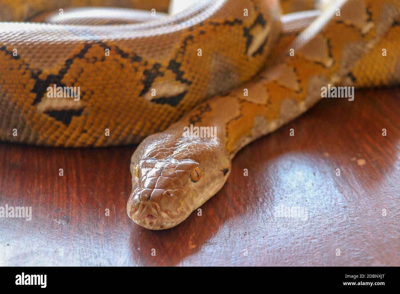 Portrait of a Albino reticulated python snake. Beautiful reptile. International Snake Day, July 16th. Concept of pet reptiles International Reptile Da Stock Photo