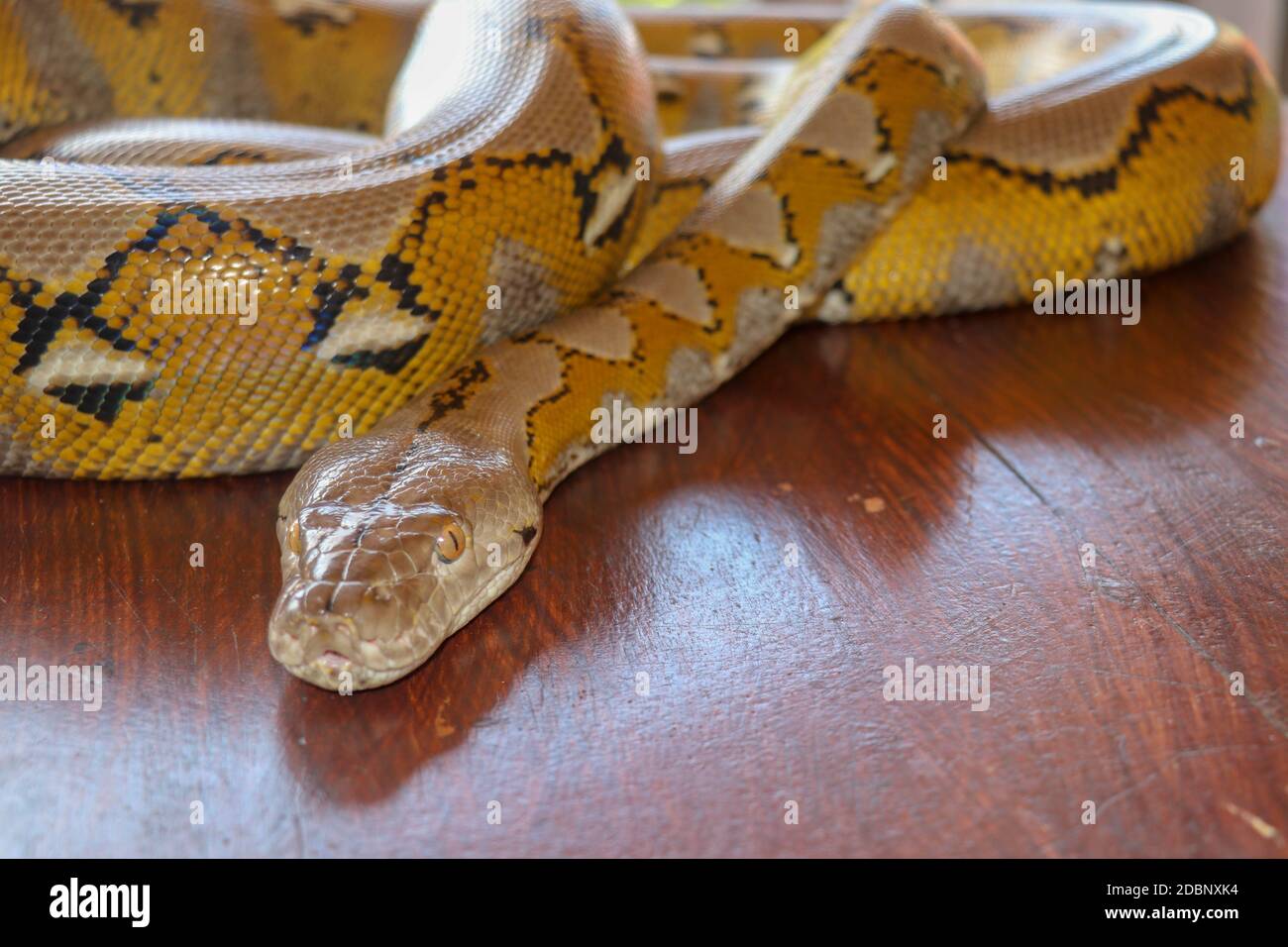 Portrait of a Albino reticulated python snake. Beautiful reptile. International Snake Day, July 16th. Concept of pet reptiles International Reptile Da Stock Photo