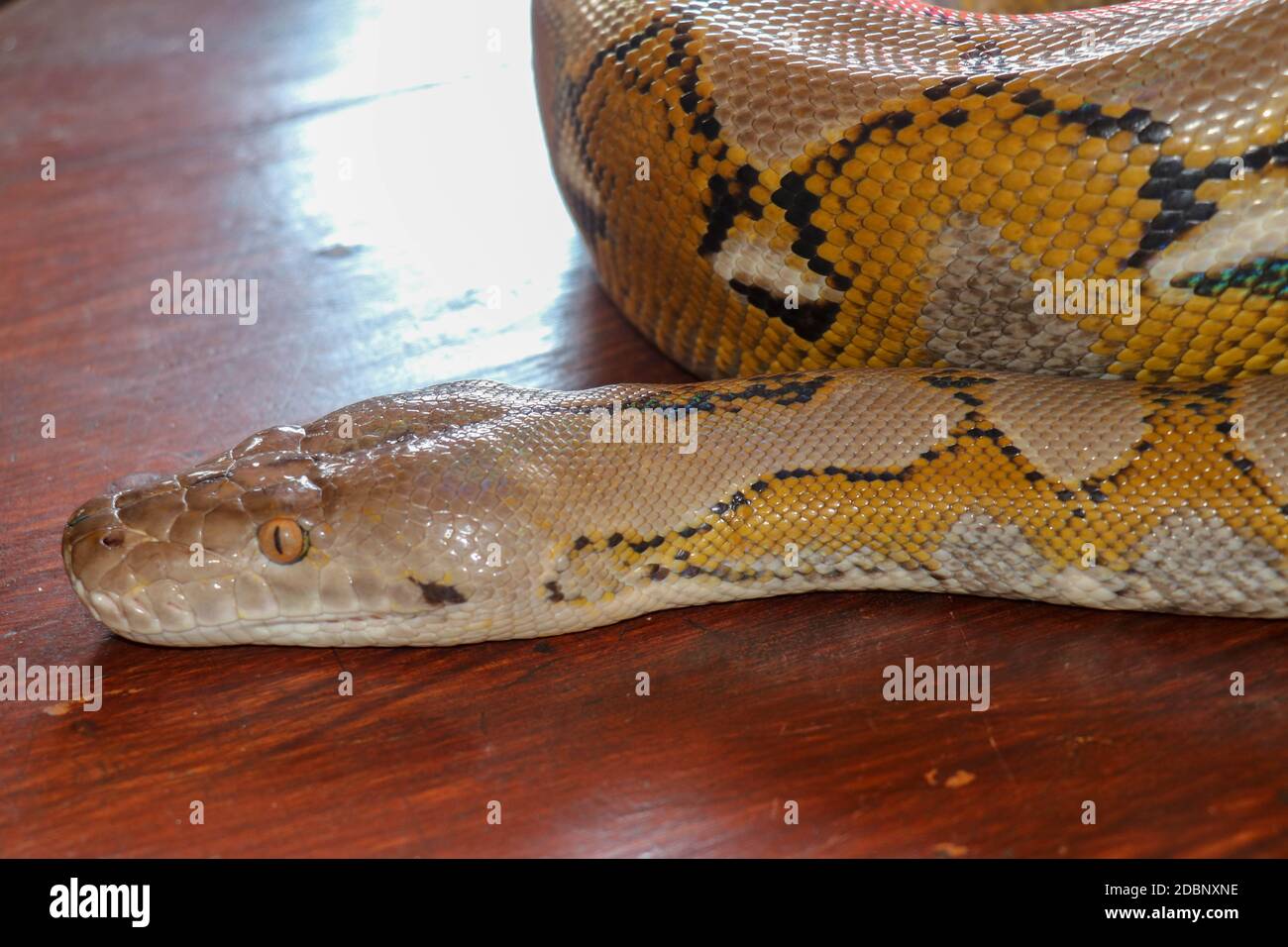 Head python yellow pattern on a table edge. Close up of snake skin texture use for background. Portrait of a Albino reticulated python snake. Beautifu Stock Photo