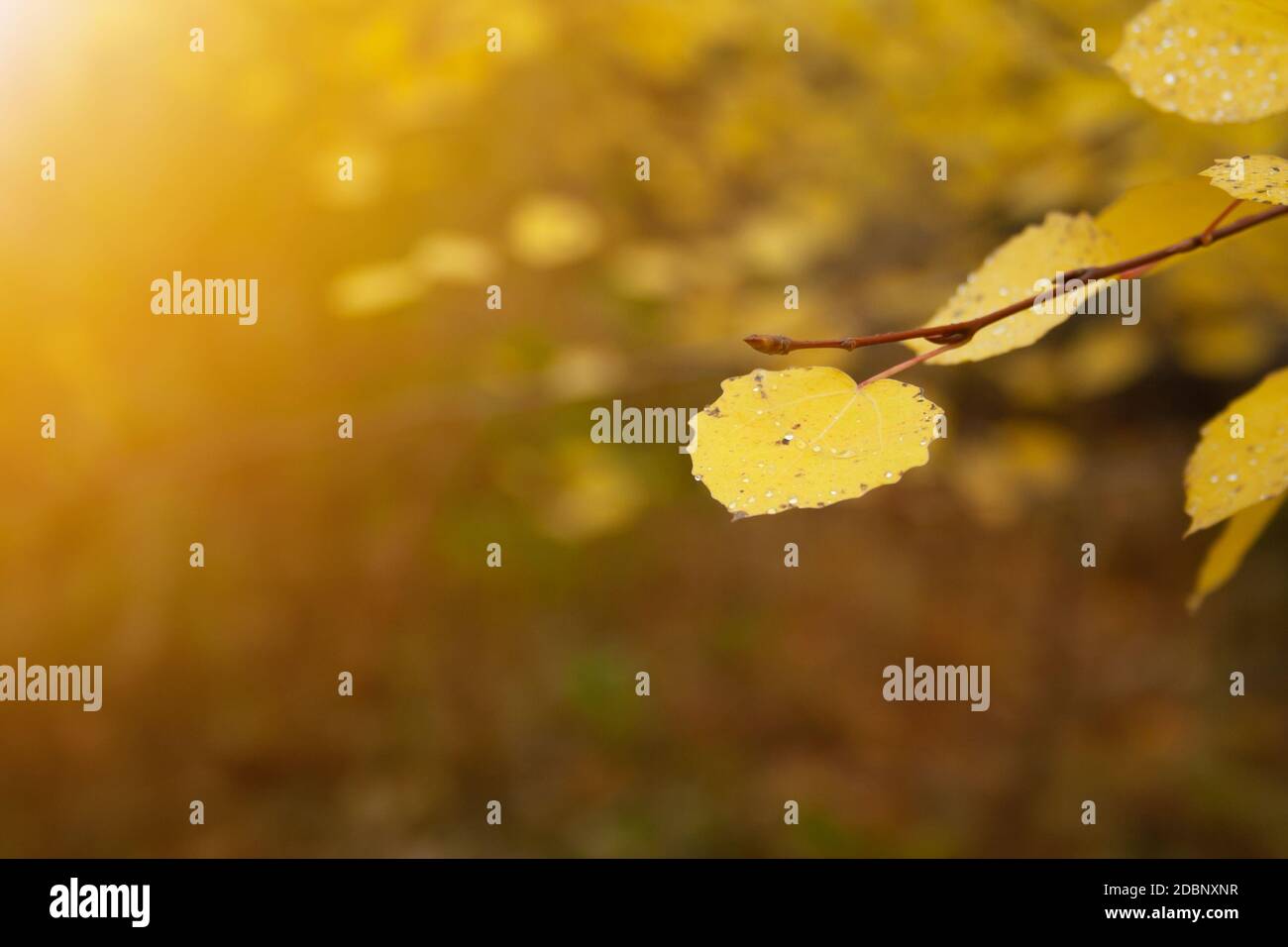 Yellow leaves on branch in the forest. Autumn trees Stock Photo - Alamy