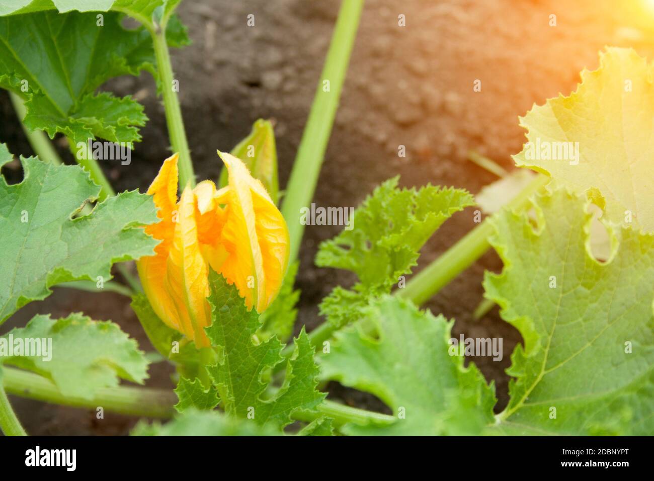 Courgette female flowers hires stock photography and images Alamy
