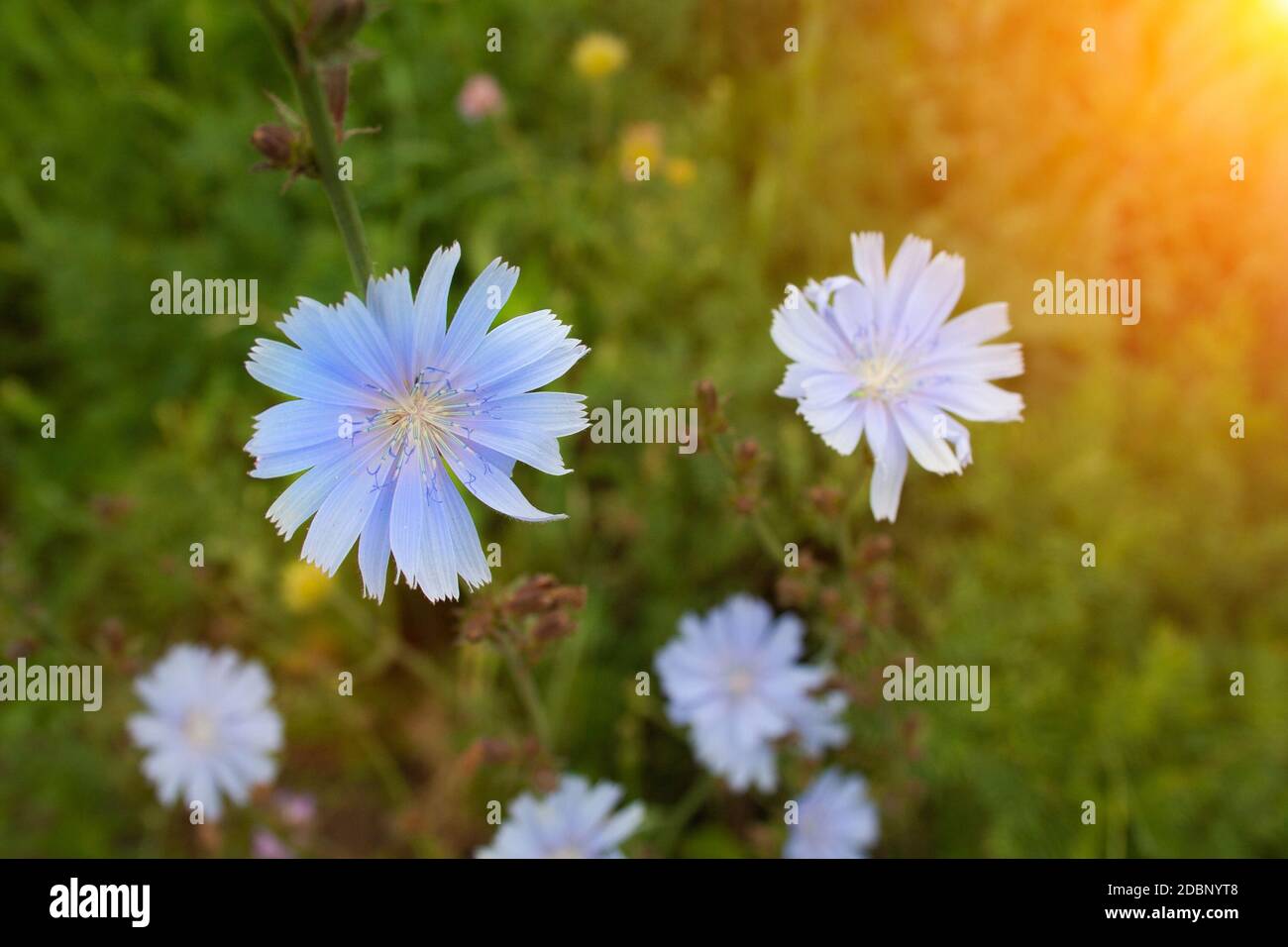 Flowers of chicory close up in a field Stock Photo