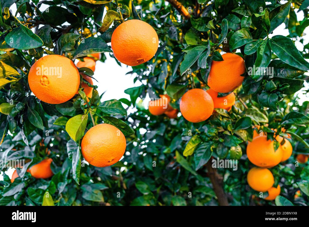 Oranges on tree florida hires stock photography and images Alamy