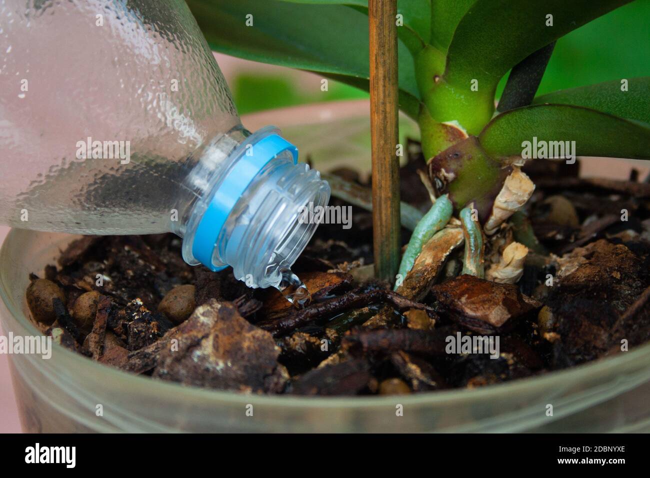 Watering orchid plant from bottle close up Stock Photo Alamy