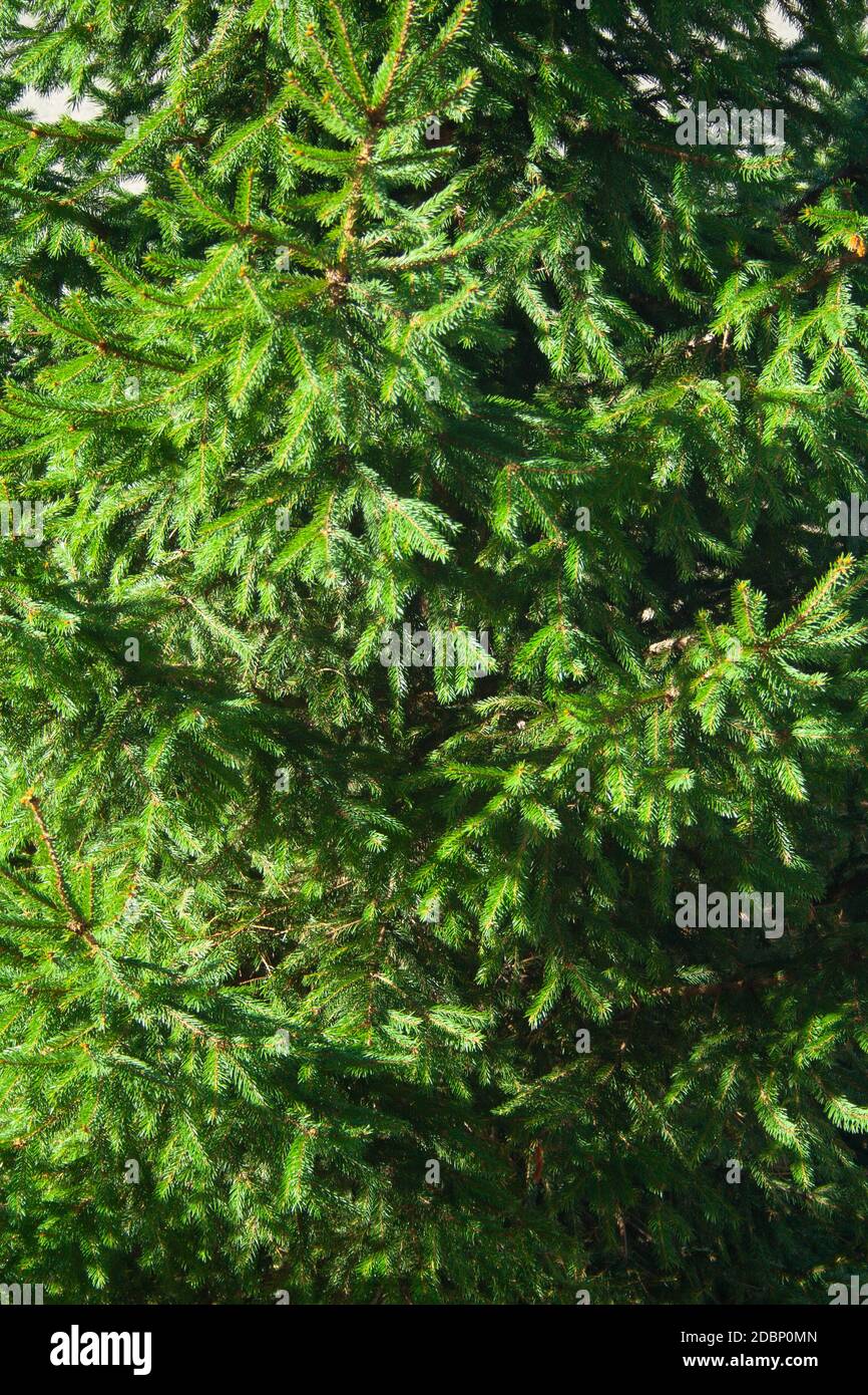 Spruce background. Branches of fir tree on sun Stock Photo - Alamy