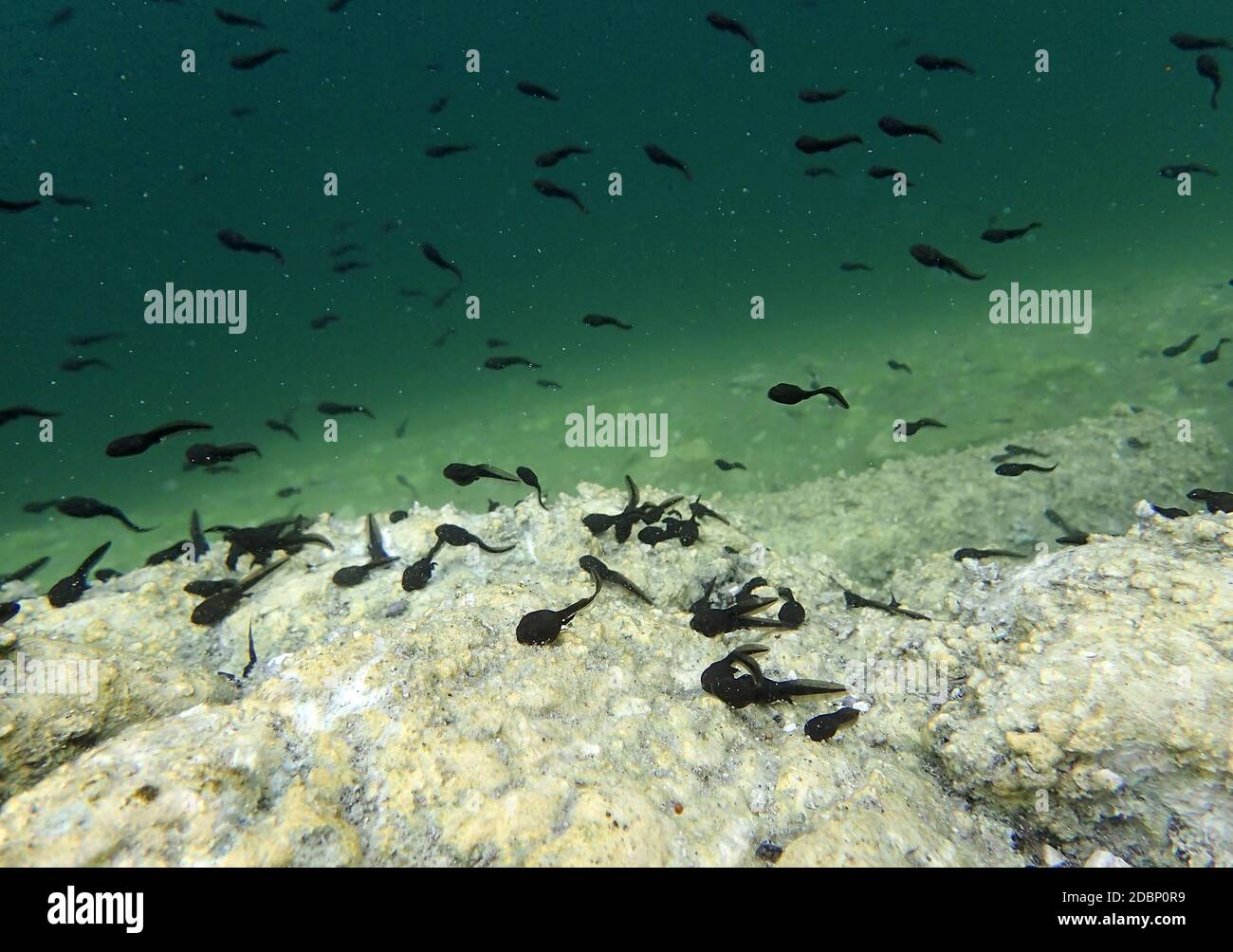 Underwater shot of toads Tadpoles in a lake Stock Photo