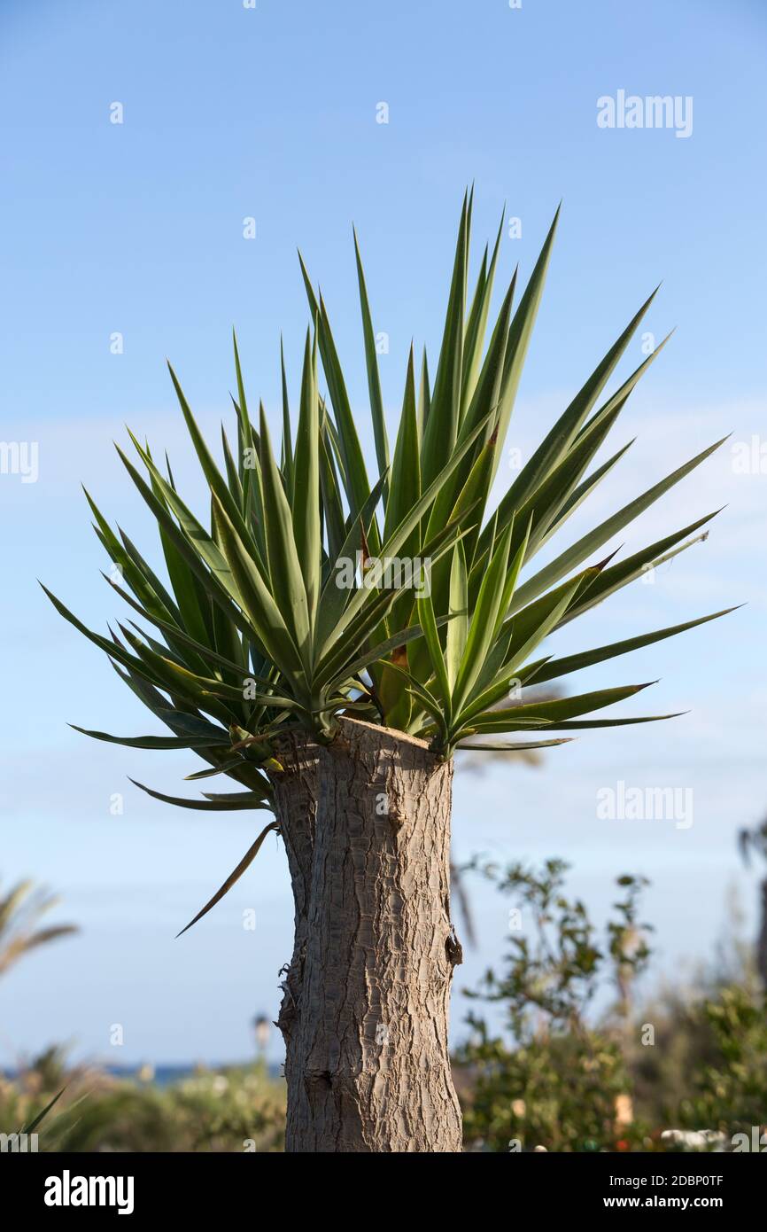 cactus bonsai Artificial Faux Cactus Plant Bonsai Potted – RusticReach main image 1