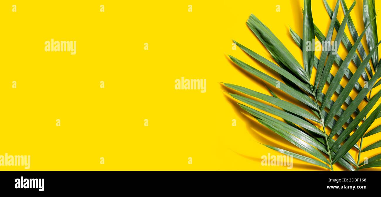 Tropical palm leaves on yellow background. Copy space Stock Photo - Alamy