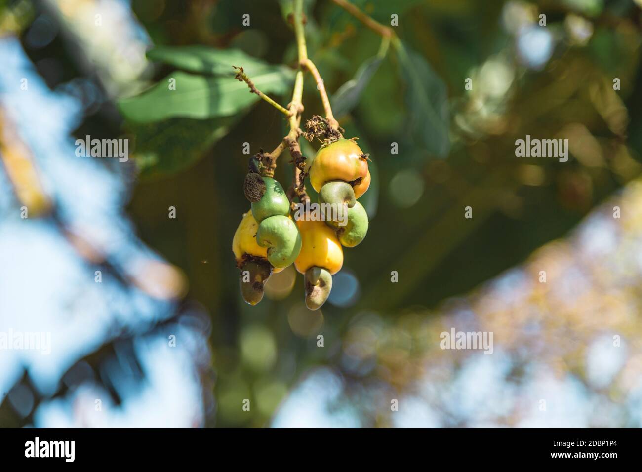cashew-nuts-on-branch-of-tree-karangasem-bali-indonesia-2DBP1P4.jpg