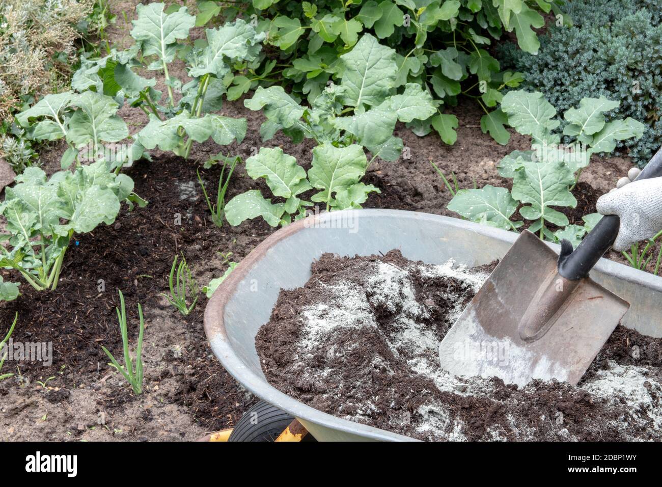 Fertilizing broccoli plants. A gardener mixes humusrich compost soil