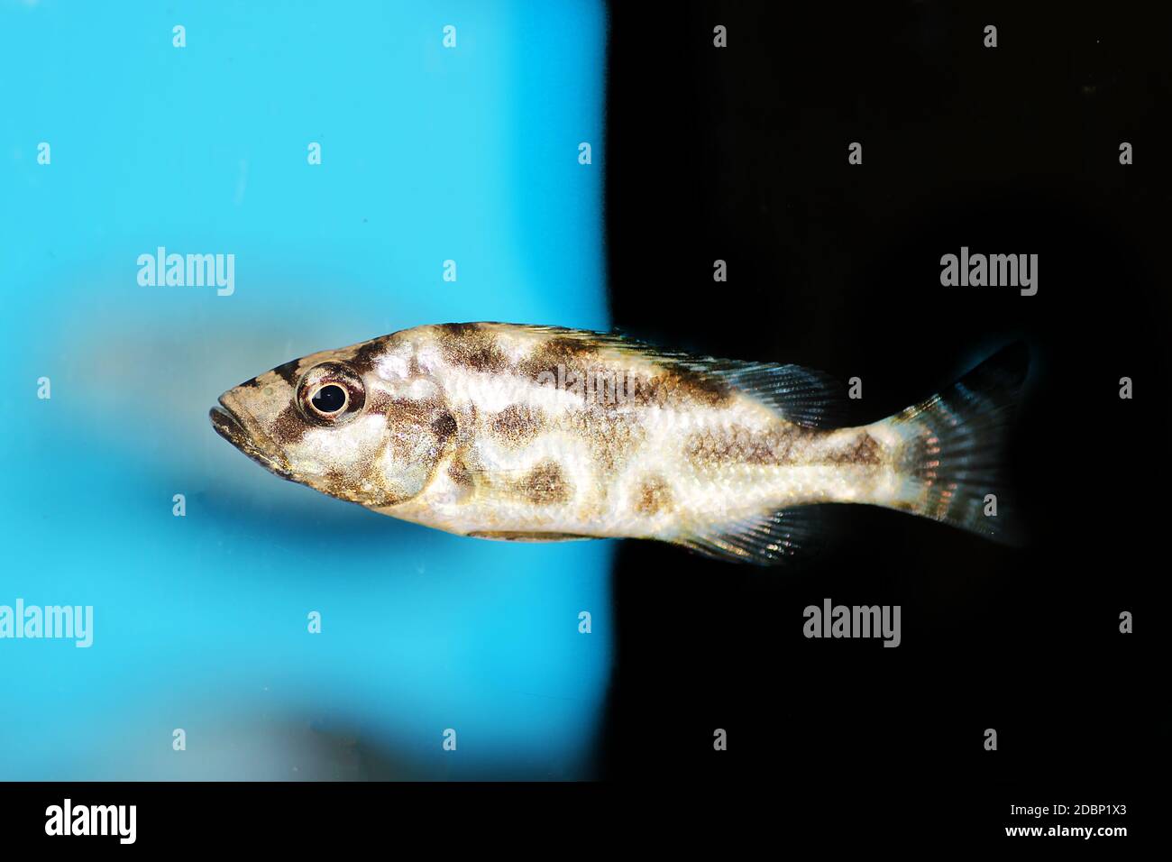 Livingston's kalingono cichlid - Nimbochromis livingstonii Stock Photo