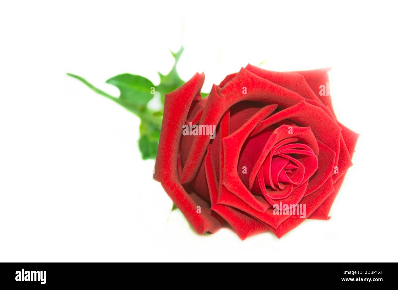 Single beautiful red rose isolated on white background Stock Photo - Alamy