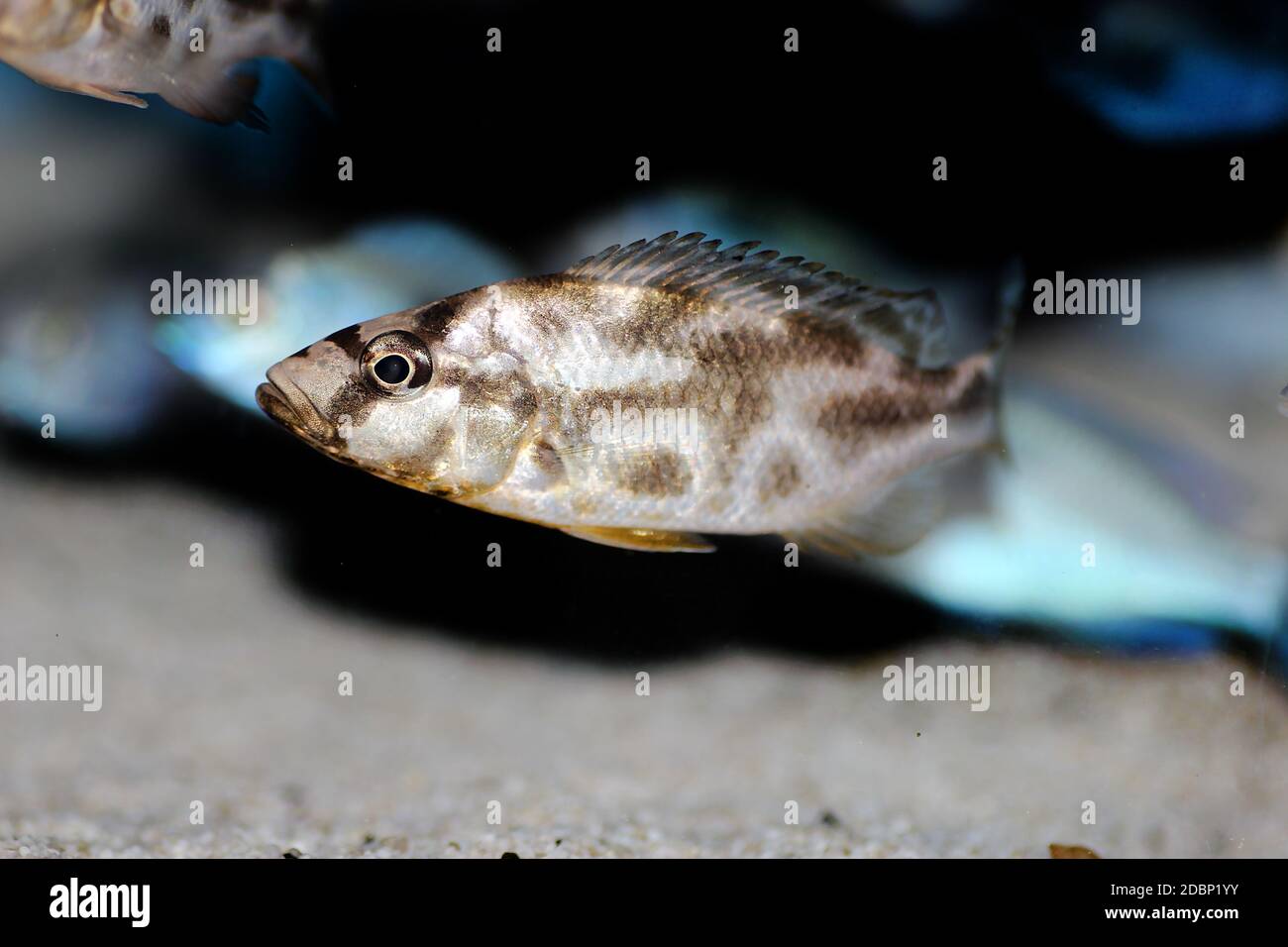 Livingston's kalingono cichlid - Nimbochromis livingstonii Stock Photo
